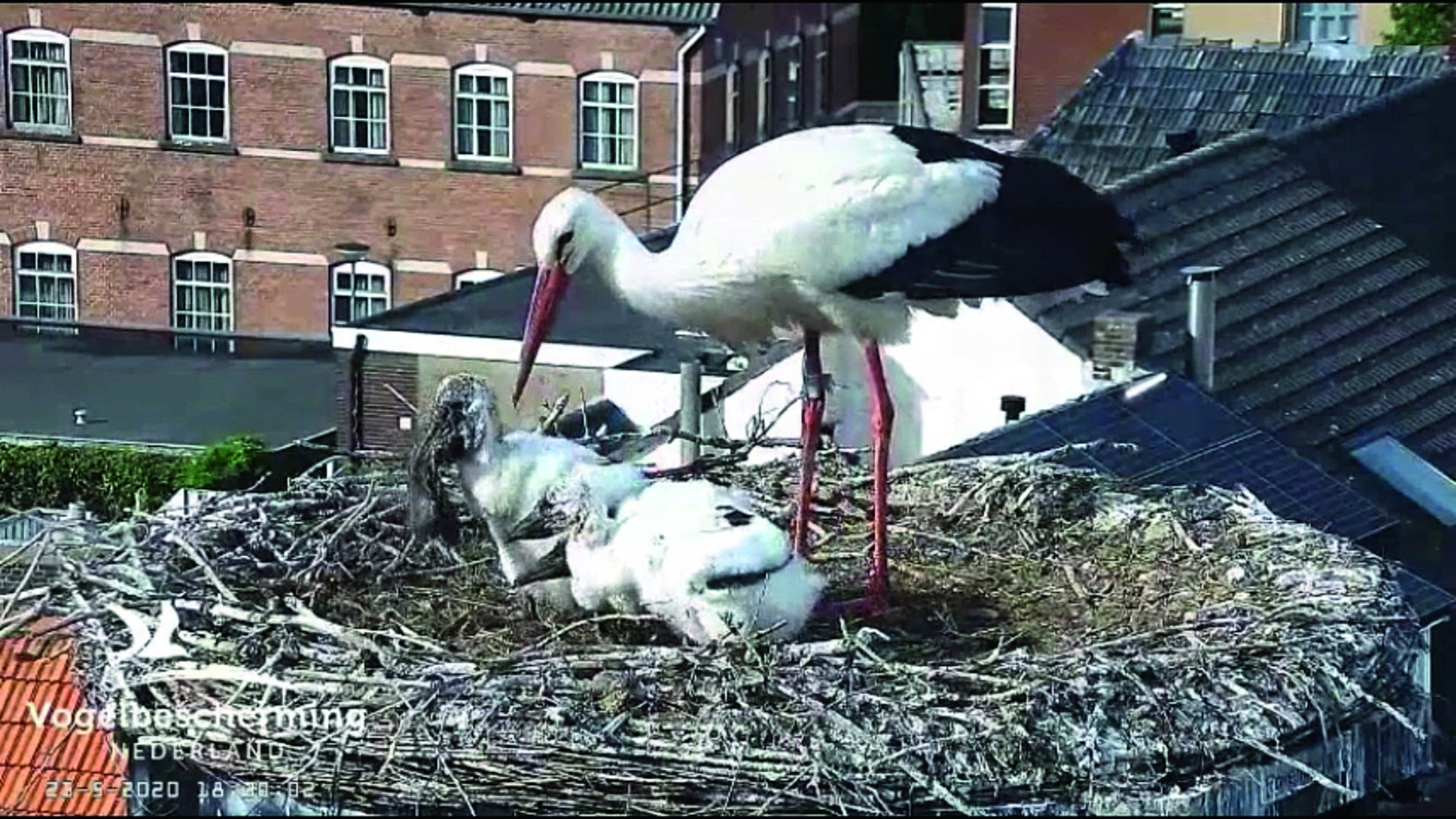 Gluren in het uilennest in Vlodrop met de camera’s van Beleef de Lente: ‘Ik kijk elke dag, dit is mi